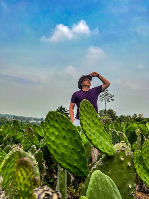 Free stock photo of cactus, cowboy Stock Photo