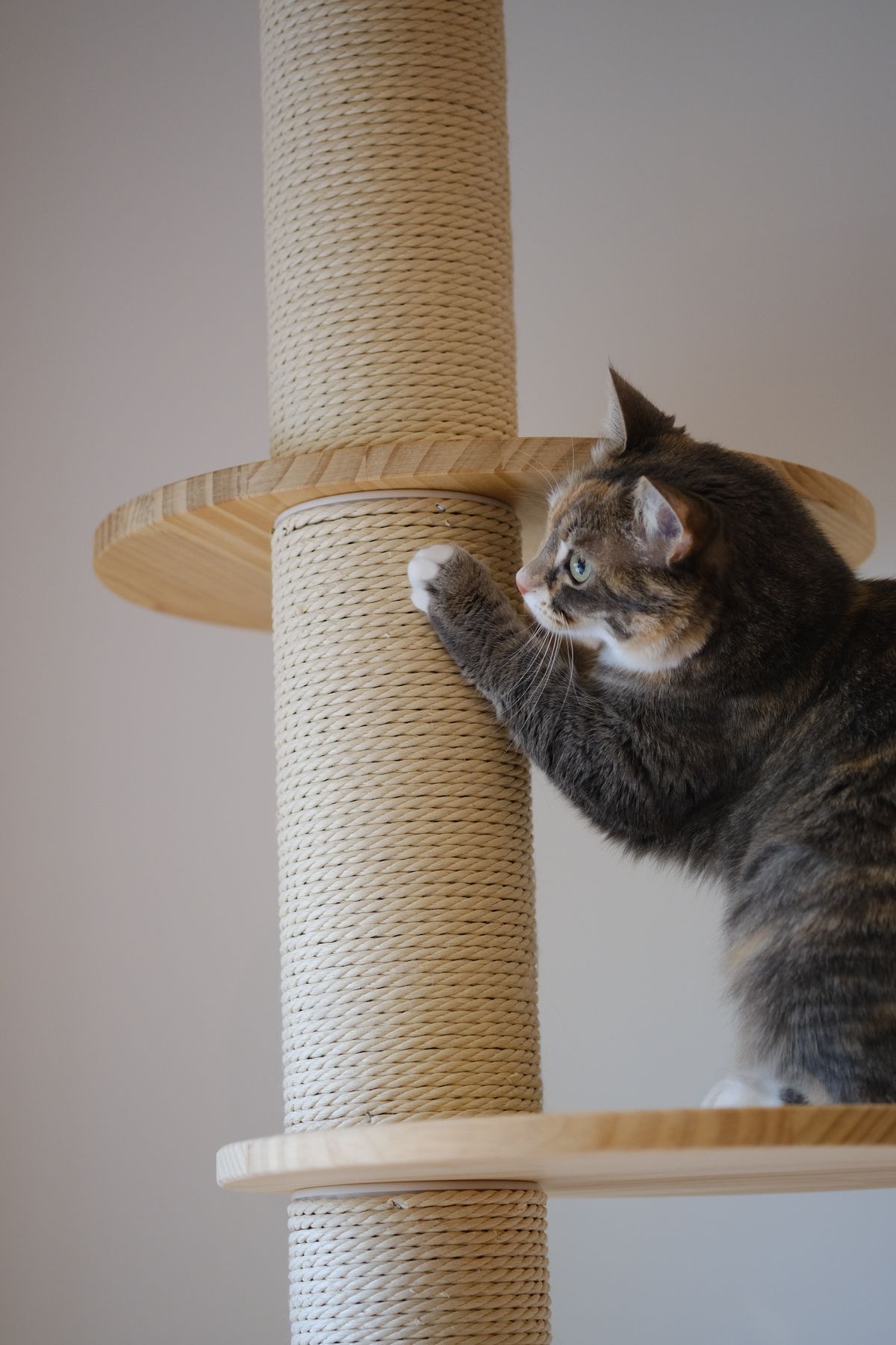 Cat scratching a tall scratching post at home