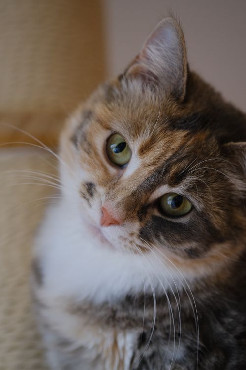 Free Intimate close-up of a tabby cat showcasing its whiskers and gentle gaze indoors. Stock Photo