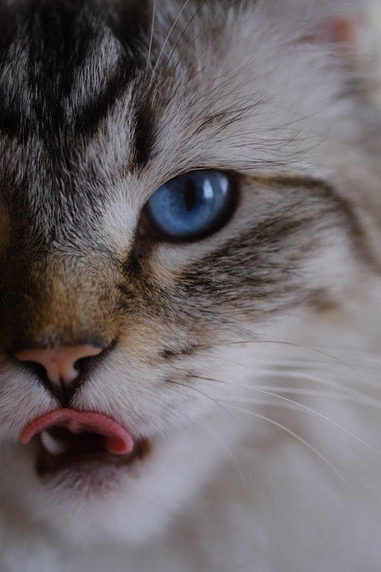 Close-Up Of A Cat's Eye