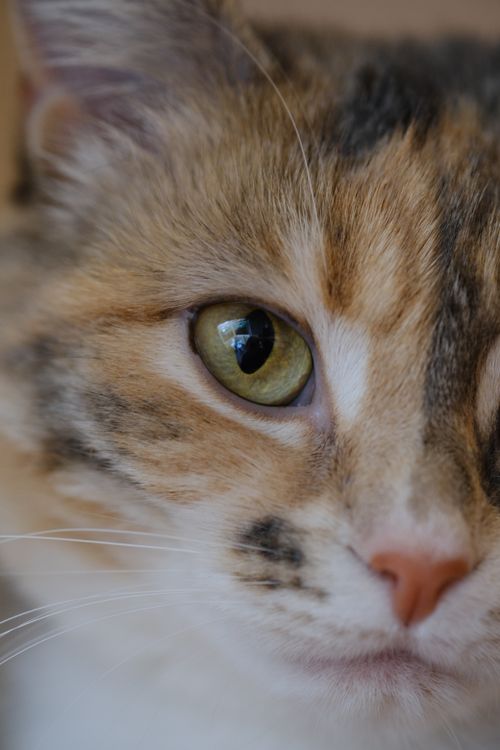 Free Detailed close-up image of a tabby cat's face focusing on the eye. Stock Photo