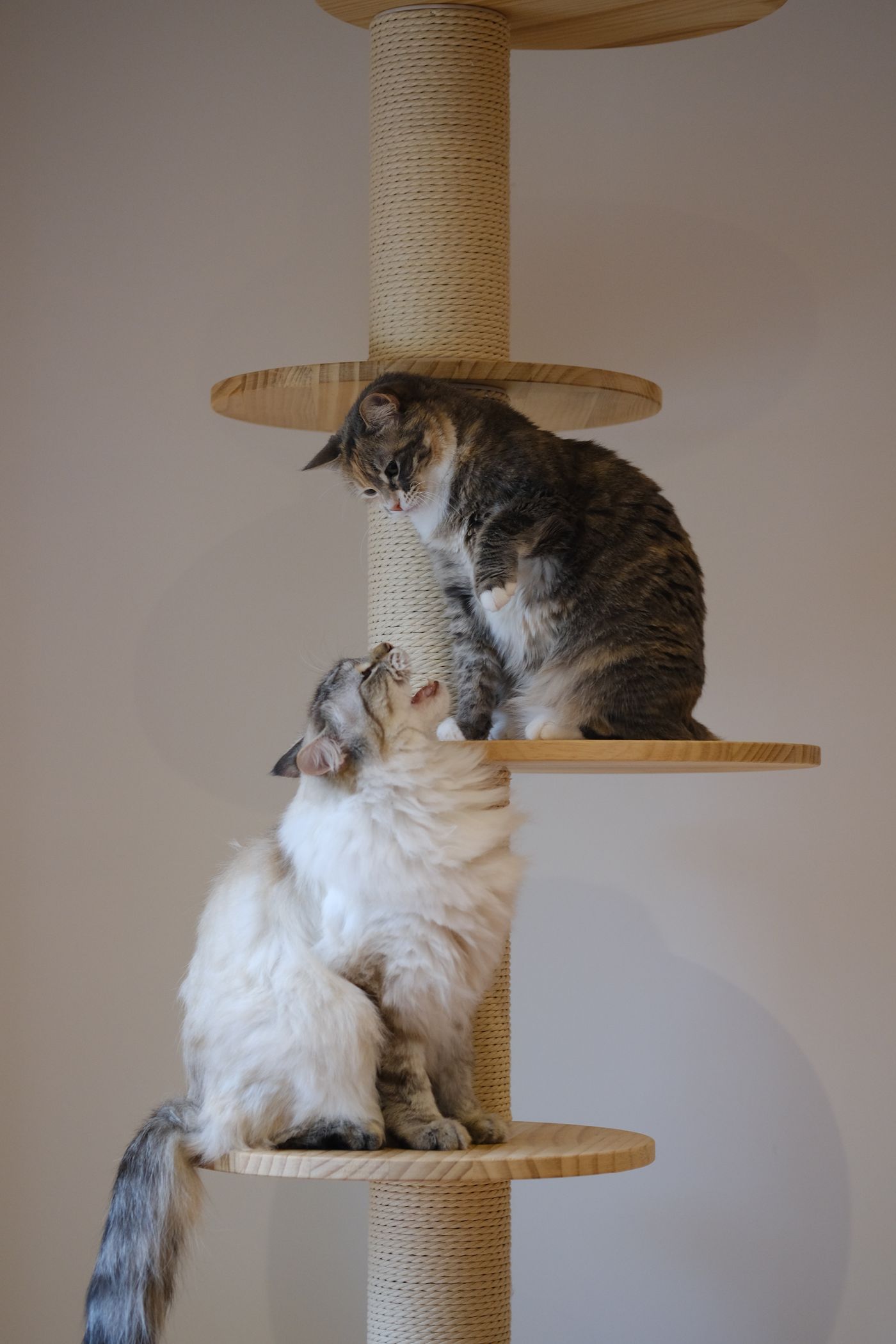 Two cats interacting on a multi-level cat tree indoors