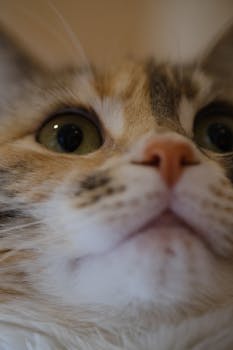 Close-up of a fluffy domestic cat's face showcasing its expressive eyes and soft fur.