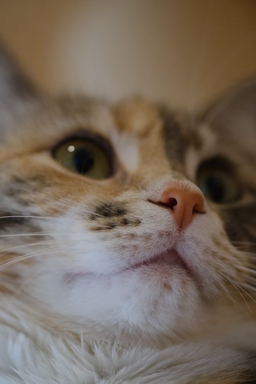 Free Detailed close-up portrait of a domestic cat focusing on its eyes and nose. Stock Photo