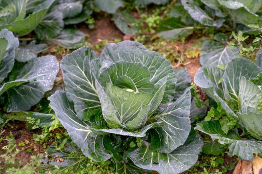 Vibrant green cabbage plants growing in an open garden, showcasing fresh leaves and natural growth.