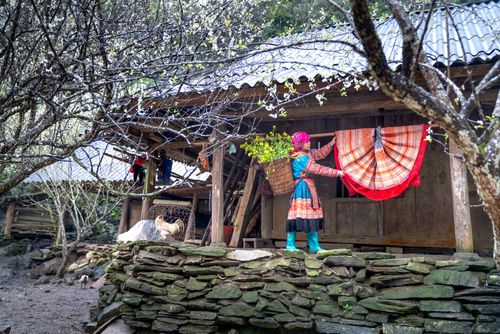 Free A woman in traditional attire hangs clothes outside a rustic village house surrounded by spring blossoms. Stock Photo