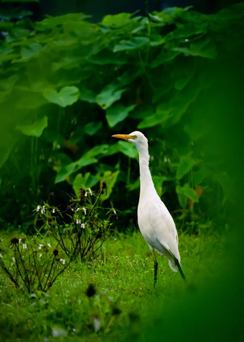 Darmowe zdjęcie z galerii z ardeidae, aves, bubulcus ibis