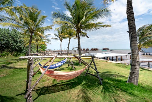 Безкоштовне стокове фото на тему «гамаки, кокосові пальми, морське узбережжя»