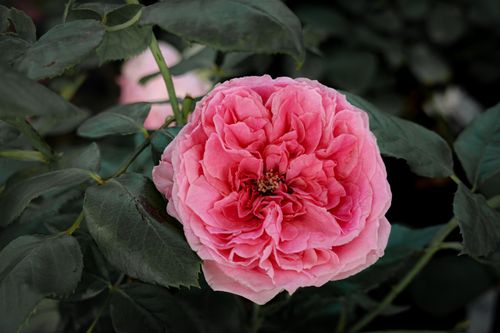 Free A beautiful close-up of a pink rose in full bloom, capturing its delicate petals and vivid color. Stock Photo