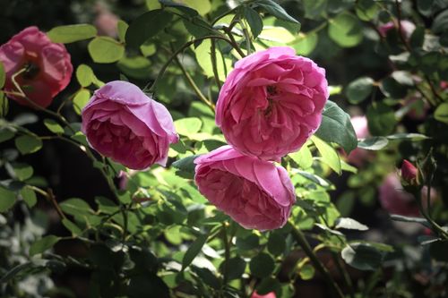 Free Beautiful close-up of pink roses with sunlight filtering through leaves in a garden. Stock Photo