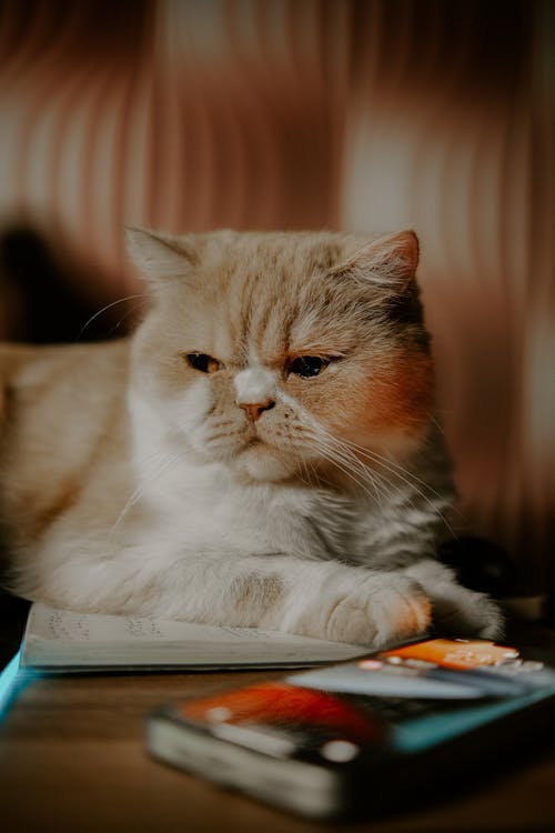 Brown Cat Lying Beside a Smartphone