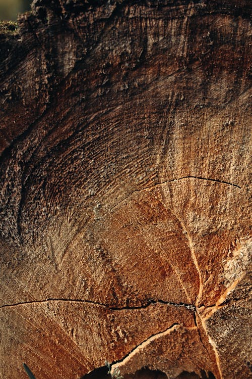 Close-Up Photo of Surface of a Tree Log  