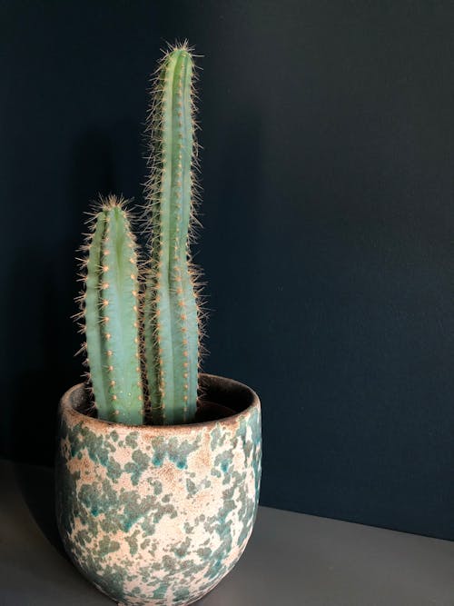 Free  A Cactus in a Pot Stock Photo