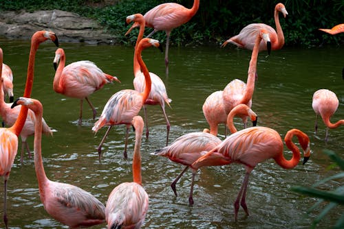 Pink Flamingos Standing on Water