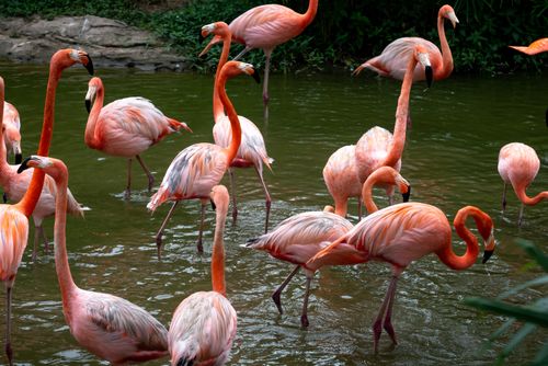 Free Vibrant flamingos with long necks wade in serene green water, showcasing their colorful plumage. Stock Photo