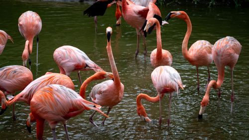 Free Vibrant flamingos standing and wading in a serene pond, showcasing their graceful necks and striking pink feathers. Stock Photo