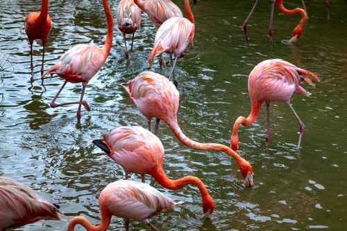 Free A vibrant group of flamingos wade in a pond, showcasing their distinctive pink plumage. Stock Photo