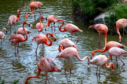 Free Group of flamingos wading in a serene lake, surrounded by lush foliage. Stock Photo