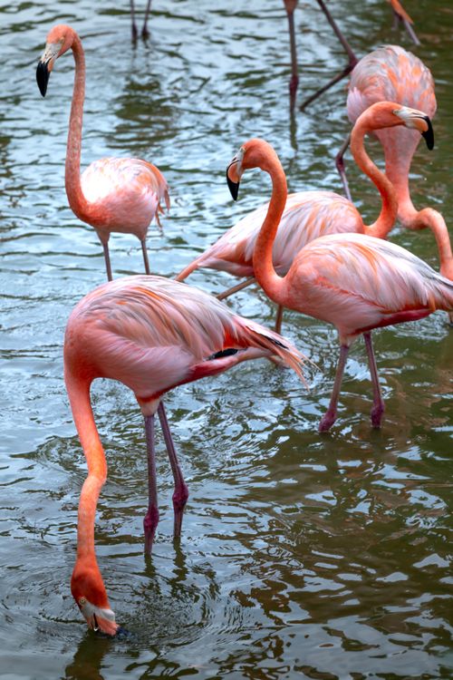 Free A group of vibrant pink flamingos gracefully stand in a sunlit water body. Stock Photo