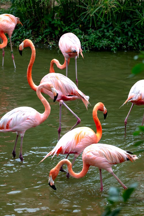 Pink Flamingos Standing on Water