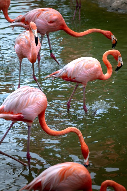 Free A group of flamingos wading gracefully in a lake, showcasing their vibrant plumage. Stock Photo