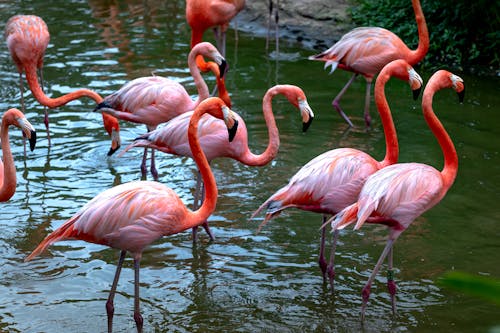 Pink Flamingos Standing on Water