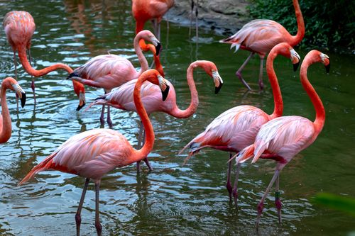 Free A group of flamingos standing gracefully in water, showcasing vibrant pink plumage and elegant poses. Stock Photo