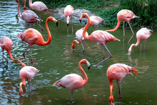 Free A captivating scene of vibrant pink flamingos wading in water surrounded by lush greenery. Stock Photo