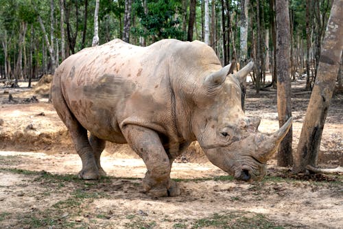 Rhinoceros on Brown Field