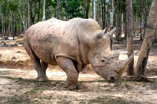 Rhinoceros on Brown Field