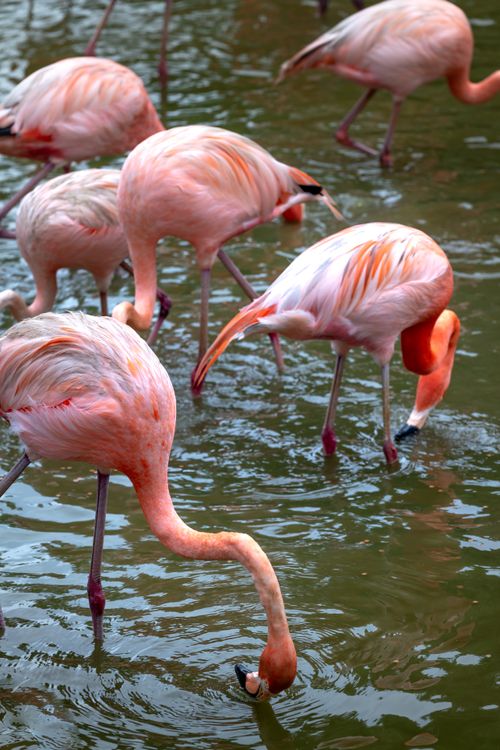 Free A vibrant group of pink flamingos wading and foraging in water, showcasing their vivid plumage. Stock Photo