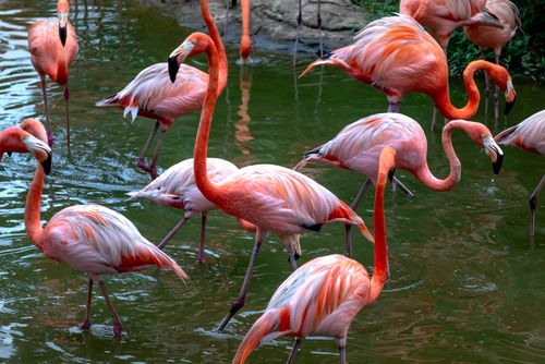 Free A group of colorful flamingos wading in serene waters, showcasing their pink plumage. Stock Photo