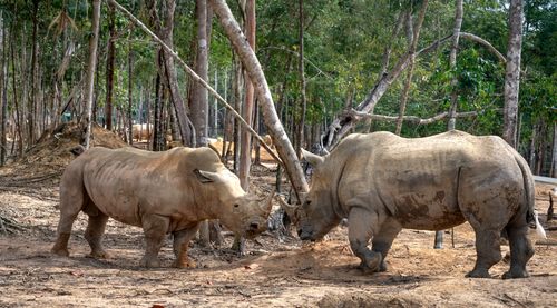 Free Two rhinoceroses interacting in a wooded wildlife reserve during the day. Stock Photo