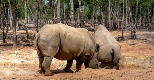 Rhinoceros on Brown Field