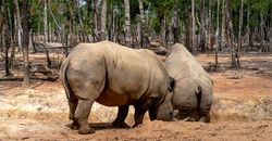 Two rhinoceroses foraging in a forested area, showcasing wildlife in their natural habitat.