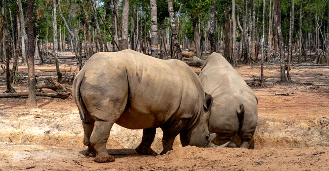 Two rhinoceroses foraging in a forested area, showcasing wildlife in their natural habitat.