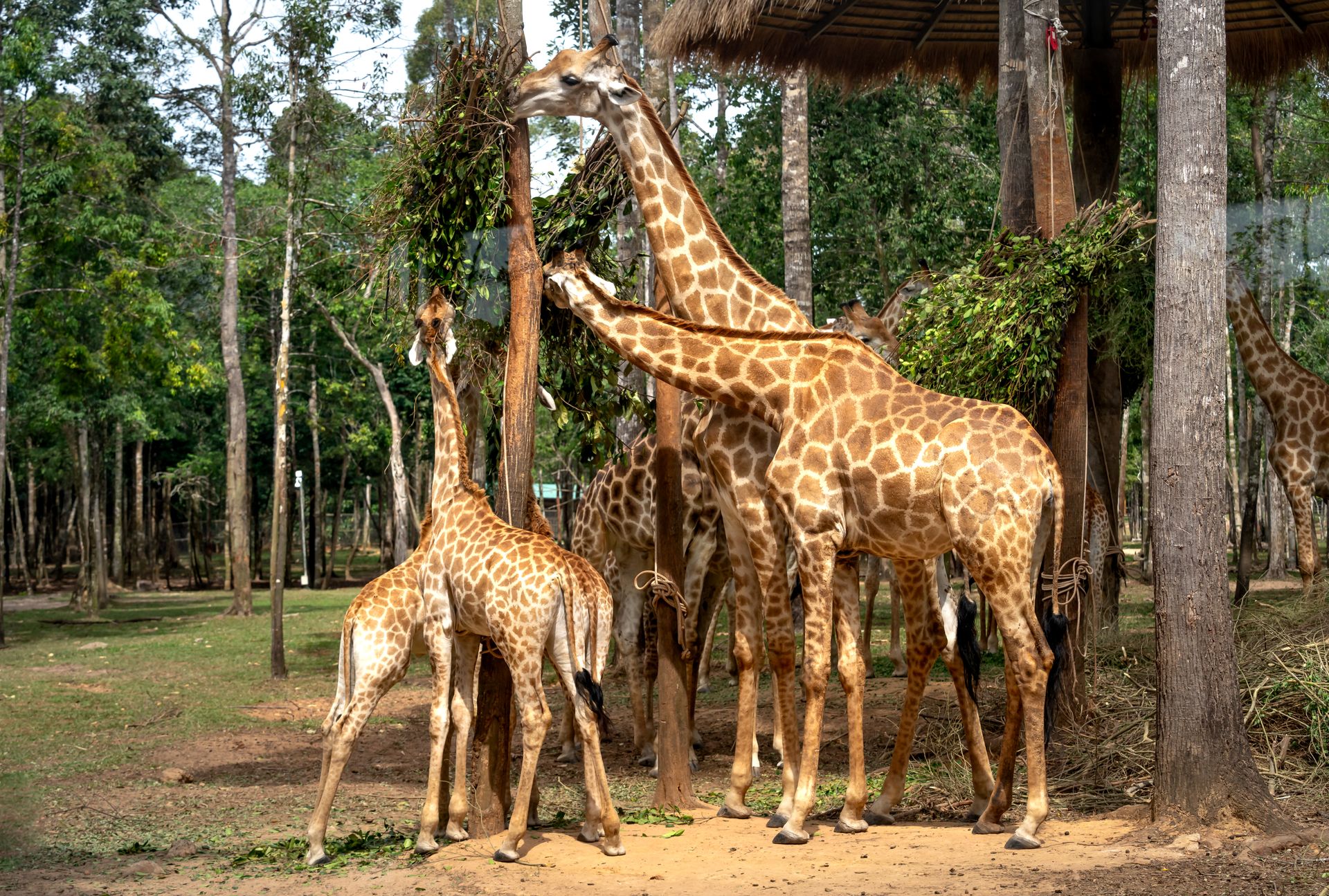 A group of giraffes feeding on leaves in a lush, forested zoo environment during the day.