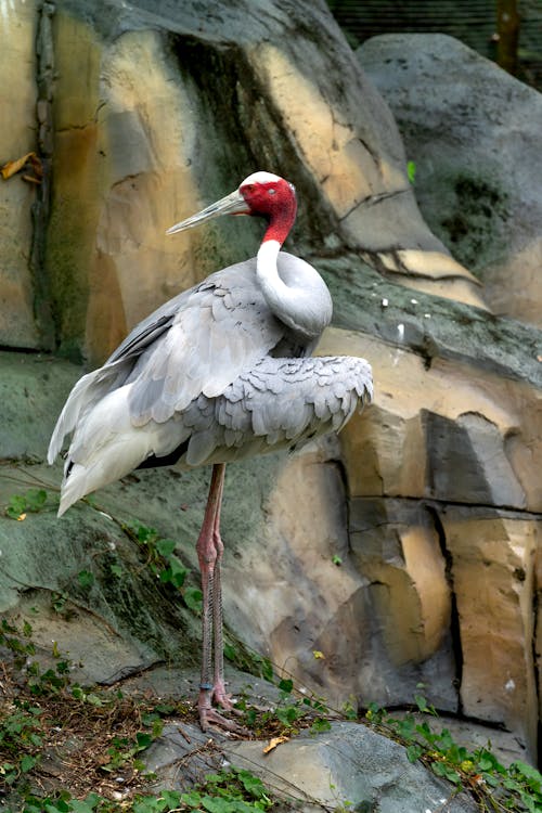 Kostenloses Stock Foto zu federn, sarus kranich, schnabel