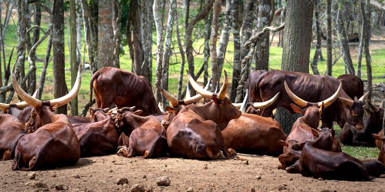 Herd Of Cattle Lying On The Ground