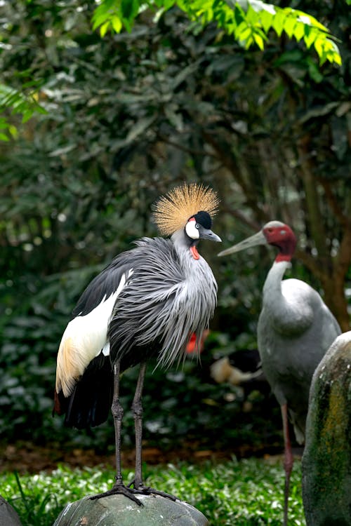 動物園, 垂直拍摄, 灰冠鶴 的 免费素材图片