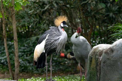 Kostenloses Stock Foto zu federn, schnabel, vogel