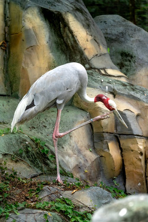 sarus crane, 動物, 動物園 的 免費圖庫相片