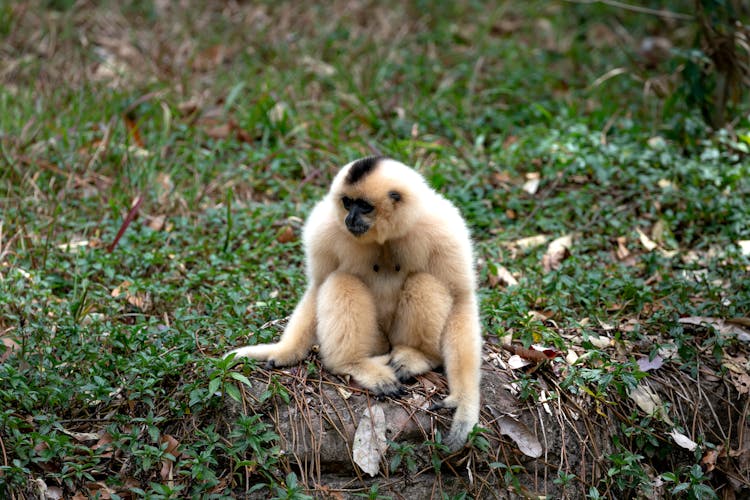 Portrait Of Gibbon Monkey