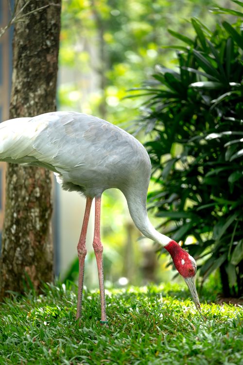 Free A beautiful crane foraging on grass surrounded by lush greenery, captured in a serene outdoor setting. Stock Photo
