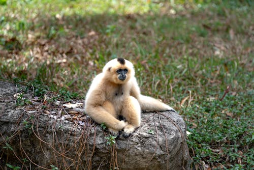 Ingyenes stockfotó állat, állatfotók, aranyarcú gibbon témában