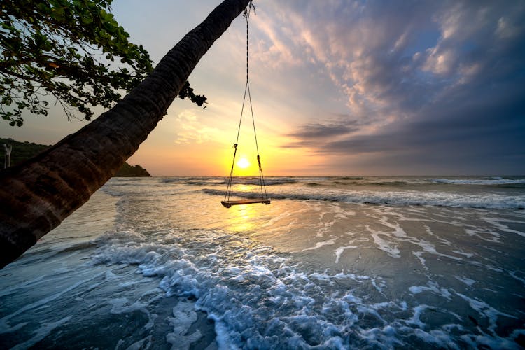 Wooden Swing Hanging On Palm Tree Trunk