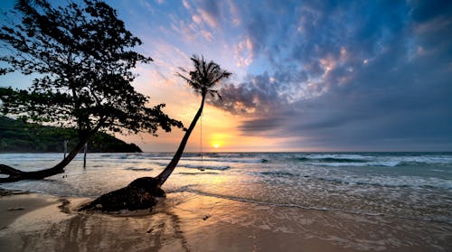 คลังภาพถ่ายฟรี ของ ชายหาด, ซิลูเอตต์, ต้นไม้
