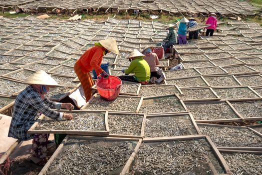 Female Workers Drying Fish