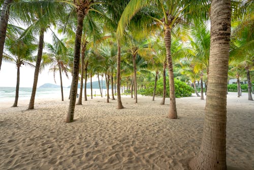 Palm Treen on Beach Sand