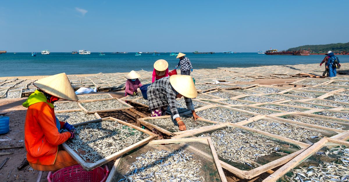 Drying Method Fish Sun Drying Fish · Free Stock Photo